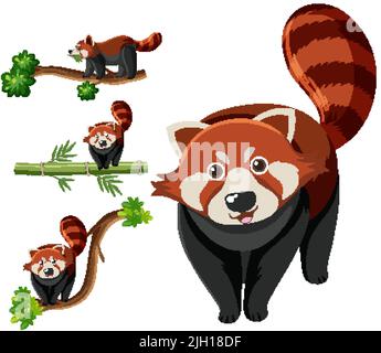 Satz von verschiedenen roten Pandas Illustration Stock Vektor