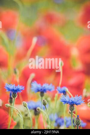 Felder mit englischen Wildblumen, darunter „Butlers Buttons“ und Mohnblumen in der Landschaft von Oxfordshire. Stockfoto