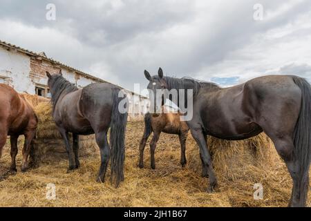 Kleine Gruppe von erwachsenen Pferden und Fohlen grasen auf der Weide des Stalls. Sie stehen in der Nähe des Stapels und fressen Heu. Stockfoto