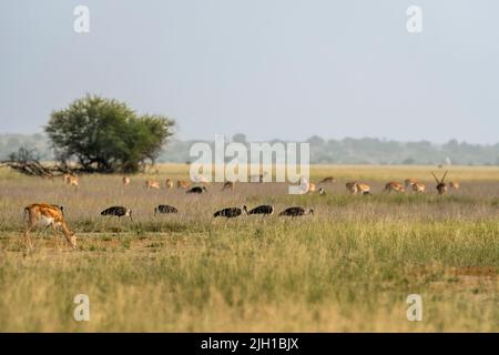 Wilder weiblicher Schwarzbock oder Antilope cervicapra oder indische Antilope grast in landschaftlich reizvoller Graslandlandschaft und Scharen von Vögeln und Herdengruppe von Schwarzbock Stockfoto