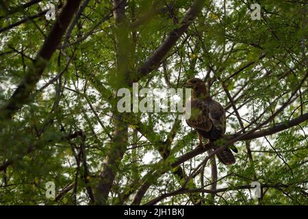 Oriental Honey Buzzard oder Pernis Ptilorhyncus Nahaufnahme auf Baum in natürlichen grünen Hintergrund Ranthambore Nationalpark Wald Rajasthan Indien asien Stockfoto