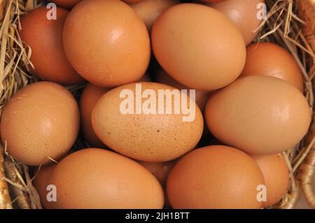 Frisches Ei, Ein paar Hühnereier in einem Korb Stockfoto