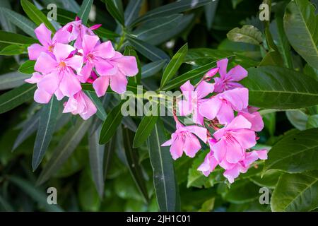 Rosa Nerium Oleander in der Sonne, Nahaufnahme Stockfoto