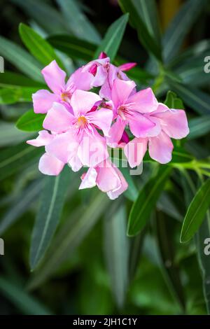 Rosa Nerium Oleander in der Sonne, Nahaufnahme Stockfoto