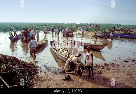 Uganda, Lake Victoria; Menschen versammeln sich um die Fischerboote, um den Fang zu sehen. Wasserhyazinthe ist eine Pflanze, die die Fischpopulation und andere bedroht Stockfoto