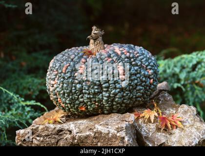 Dekorativer essbarer grüner Kürbis von Marina di Chioggia auf Naturstein im Garten. (Cucurbita maxima). Gärtnerei oder gesundes Lebensmittelkonzept. Stockfoto