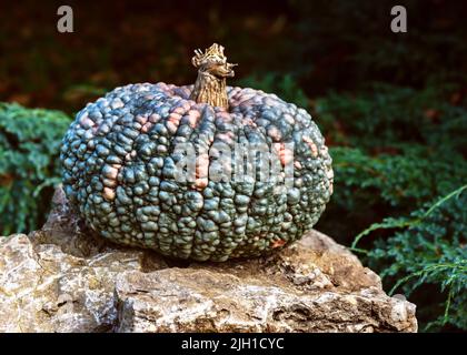 Dekorativer riesiger und breiter grüner Kürbis von Marina di Chioggia auf Naturstein. Reif dunkelgrüner Kürbis im Garten. Stockfoto