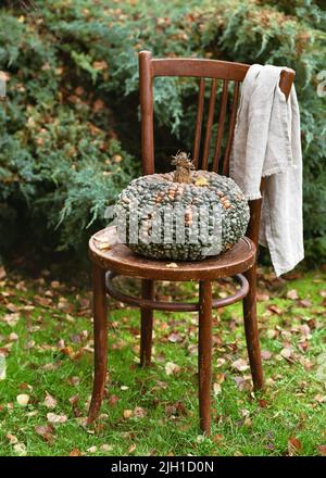 Herbststill-Leben mit dekorativen riesigen und breiten grünen Marina di Chioggia Kürbis auf alten Vintage Holzstuhl im Garten. Stockfoto