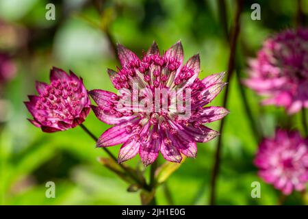 Astratia Major Gill Richardson Group eine im Herbst blühende Pflanze mit einer karmesinroten Sommerblume, die allgemein als großer schwarzer Masterwo bekannt ist Stockfoto