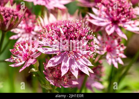 Astratia major 'Roma' eine im Herbst blühende Pflanze mit einer rosa roten Sommerblüte, die allgemein als große schwarze Masterwürze bekannt ist, Stockfoto i Stockfoto