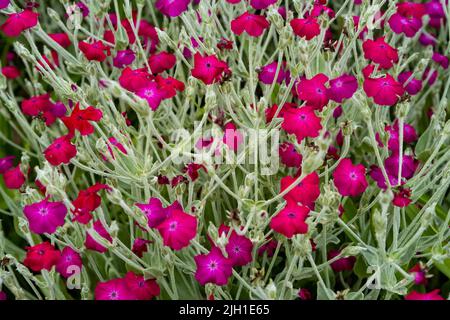 Roter Garten blüht in einem Busch. Pflege für dekorative Blumen im Garten. Nahaufnahme. Stockfoto