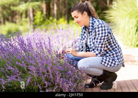 Frau mit Lavendelblüten im Garten pflücken Stockfoto