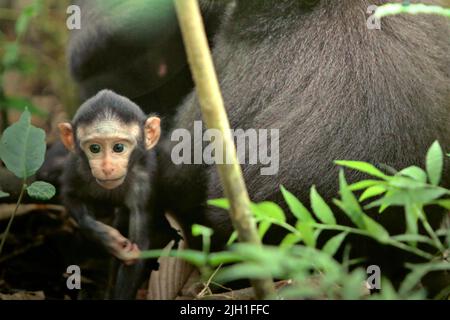 Ein neugieriger Säugling von Sulawesi-Schwarzkammmakaken (Macaca nigra) entfernt sich während der Entwöhnungszeit von seiner Mutter in ihrem natürlichen Lebensraum, dem Tiefland-Regenwald im Naturschutzgebiet Tangkoko, North Sulawesi, Indonesien. Die Entwöhnungsphase eines makaken Säuglings – im Alter von 5 Monaten bis zum Alter von 1 Jahren – ist die früheste Lebensphase, in der die Säuglingssterblichkeit am höchsten ist. Primate Wissenschaftler des Macaca Nigra Project beobachteten, dass '17 der 78 Säuglinge (22%) im ersten Lebensjahr verschwanden. Acht dieser 17 Toten wurden mit großen Stichwunden gefunden. Stockfoto
