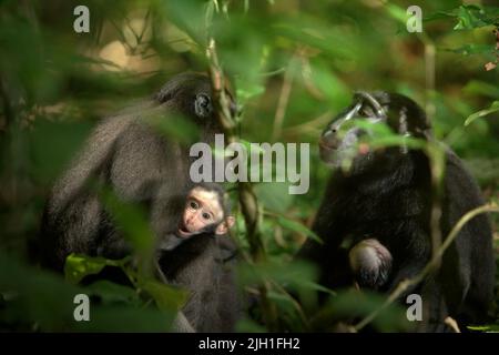 Die erwachsenen weiblichen Celebes Crested Macaque (Macaca nigra) kümmern sich um ihre Babys, während sie während sozialer Aktivitäten im Tangkoko-Wald, Nord-Sulawesi, Indonesien, miteinander interagieren. Primate Wissenschaftler von Macaca Nigra Project bemerkten, dass „die makaken Kammgruppen mit mehr erwachsenen Frauen besser in der Lage sind, (Nahrungsmittel-)Ressourcen gegen andere Gruppen zu verteidigen“ – einer der Faktoren, die die Überlebenschance bestimmen. Stockfoto