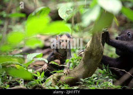 Ein neugieriger Säugling von Haubenmakaken (Macaca nigra) geht von seiner Mutter in einem natürlichen Lebensraum im Tangkoko-Wald, Nord-Sulawesi, Indonesien, weg. Stockfoto