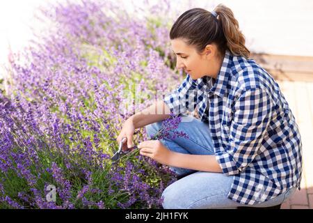 Frau mit Lavendelblüten im Garten pflücken Stockfoto