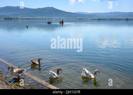 Enten und Schiffer auf dem Volvi-See im Dorf Mikri Volvi auf der Chalkidiki-Halbinsel., in Mazedonien, Nordgriechenland. See Volvi ist t Stockfoto