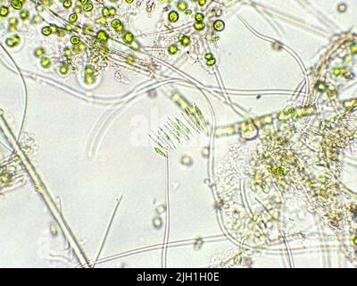 Grünalgen unter mikroskopischer Ansicht, Chlorophyta Stockfoto