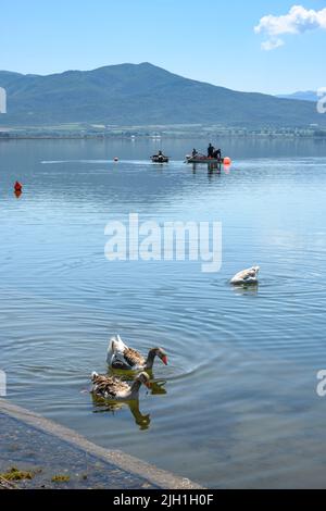 Enten und Schiffer auf dem Volvi-See im Dorf Mikri Volvi auf der Chalkidiki-Halbinsel., in Mazedonien, Nordgriechenland. See Volvi ist t Stockfoto