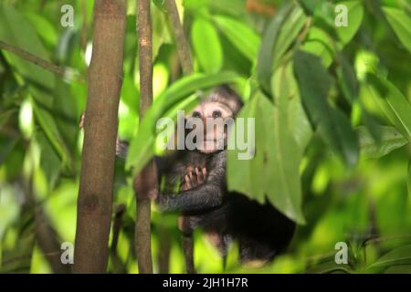 Ein Säugling von Haubenmakaken (Macaca nigra) spielt in einem natürlichen Lebensraum im Tangkoko-Wald, Nord-Sulawesi, Indonesien. Stockfoto