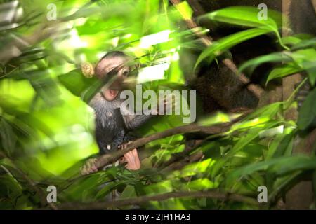 Ein Säugling von Haubenmakaken (Macaca nigra) spielt in einem natürlichen Lebensraum im Tangkoko-Wald, Nord-Sulawesi, Indonesien. Stockfoto