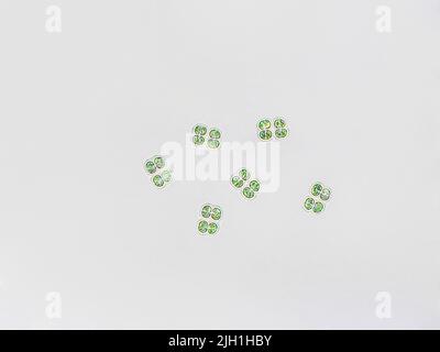 Chroococcus sp. Algen unter mikroskopischer Sicht, Cyanobakterien Stockfoto