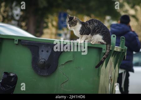 Eine streunende Katze auf der Suche nach Nahrung auf einem grünen Abfalleimer Stockfoto