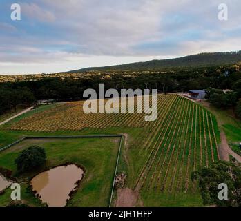 Ein Luftbild von grünen Weinbergen an einem trüben Tag gegen Berge Stockfoto