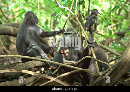 Eine Gruppe von Haubenmakaken (Macaca nigra) mit Säuglingen in natürlichem Lebensraum im Tangkoko-Wald, Nord-Sulawesi, Indonesien. Stockfoto