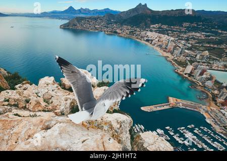 Möwe mit erhöhten Flügeln auf dem Gipfel des Penon de Ifach-Felsens. Blick von oben auf Calpe Stadtbild, Mittelmeer und Bergregion. Costa Blanca, Spanien Stockfoto