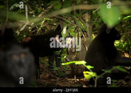 Ein Nachwuchs von Kammmarke (Macaca nigra) hebt seine Hand, als er zweifach in der Mitte seiner Gruppe im Tangkoko-Wald in Nord-Sulawesi, Indonesien steht. Stockfoto