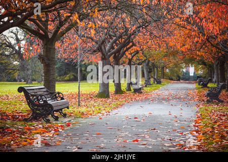 Saisonale Landschaft, Herbstszene im Greenwich Park, London Stockfoto
