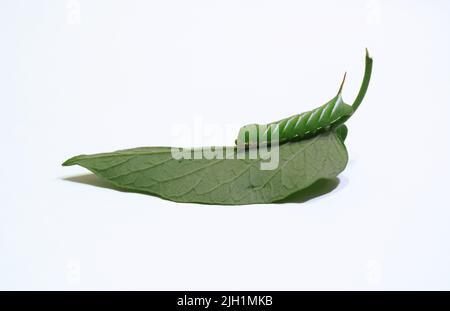 Ein junger Tabakhornwurm auf einem Tomatenblatt Stockfoto