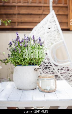 Blühender Lavendel in einem Keramiktopf auf hängendem Gartenstuhl Hintergrund Stockfoto