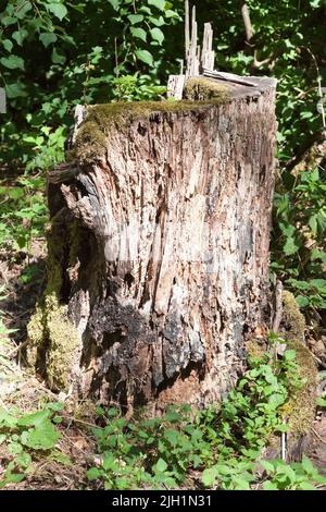 Borkenkäfer in einem Baum Stockfoto