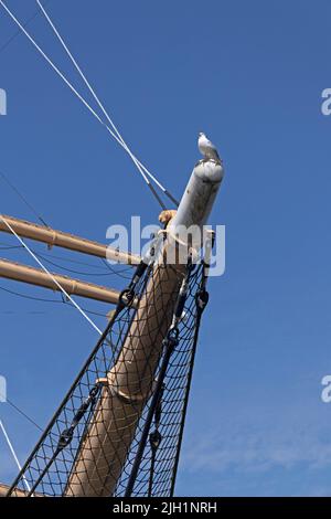 möwe auf Jib-Boom sitzend, Museumsschiff Passat, Priwall, Travemünde, Lübeck, Schleswig-Holstein, Deutschland Stockfoto