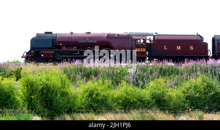 LMS-Dampflokomotive „Duchess of Sutherland“, die Hatton Bank, Warwickshire, Großbritannien, absteigt Stockfoto