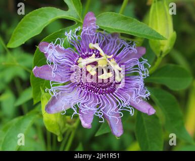 Eine violette Passionsblume Stockfoto