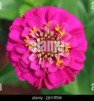 Eine große leuchtend rosa Zinnia Blüte Stockfoto