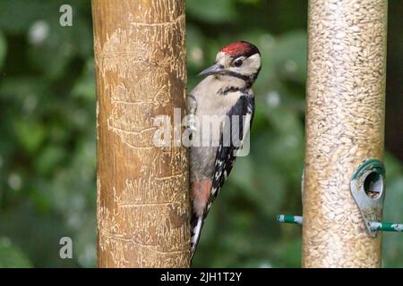 Jungtier-Buntspecht (Dendrocopus major) schwarz-weißer Vogel mit rot-karmesinroter Kappe und Unterschwanzvent-Dolch wie dunkler Schnabel in Vogelfetzen Stockfoto