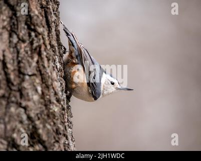 Eine selektive Fokusaufnahme eines weißreihigen Aktatches (Sitta carolinensis), der auf einem Baum thront Stockfoto