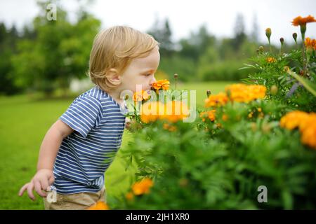 Niedliches Kleinkind Junge bewundern leuchtend orange Ringelblumen in einem Garten im Hinterhof im Herbst. Herbstsaison. Dekorative Blumen im Freien. Stockfoto