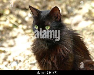 Schwarze Katze mit großen grünen Augen. Schöne und anmutige grünäugige Katze im Kragen für einen Spaziergang. Grün-äugige flauschige Katze mit bodenlosen Augen Stockfoto