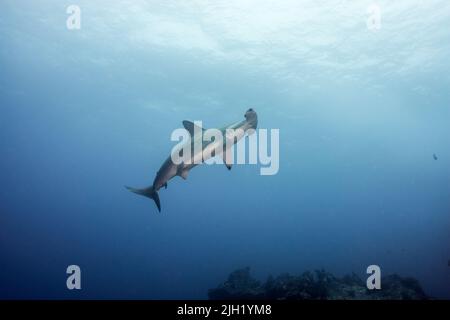 Cocos Island, Tauchplatz: Dirty Rock Stockfoto