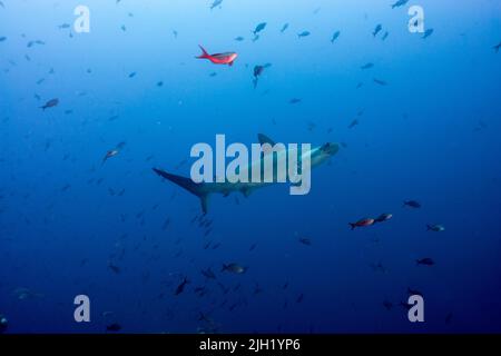 Cocos Island, Tauchplatz: Dirty Rock Stockfoto