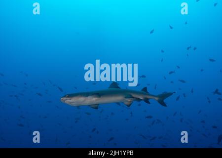 Cocos Island, Tauchplatz: Dirty Rock Stockfoto