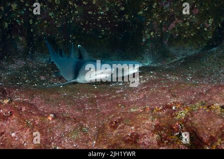 Weißspitzenhaie in den Felsen der Socorro-Inseln Stockfoto