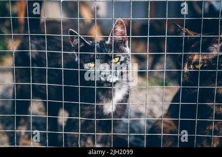 Die Katze im Käfig wurde von Freiwilligen gerettet. Viele Tiere wurden aufgrund der russischen Aggression in der Ukraine ohne Heimat zurückgelassen. Freiwillige helfen Haustieren. Stockfoto