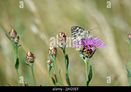 Schmetterling des Jahres 2018. Stockfoto