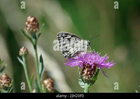 Schmetterling des Jahres 2018. Stockfoto